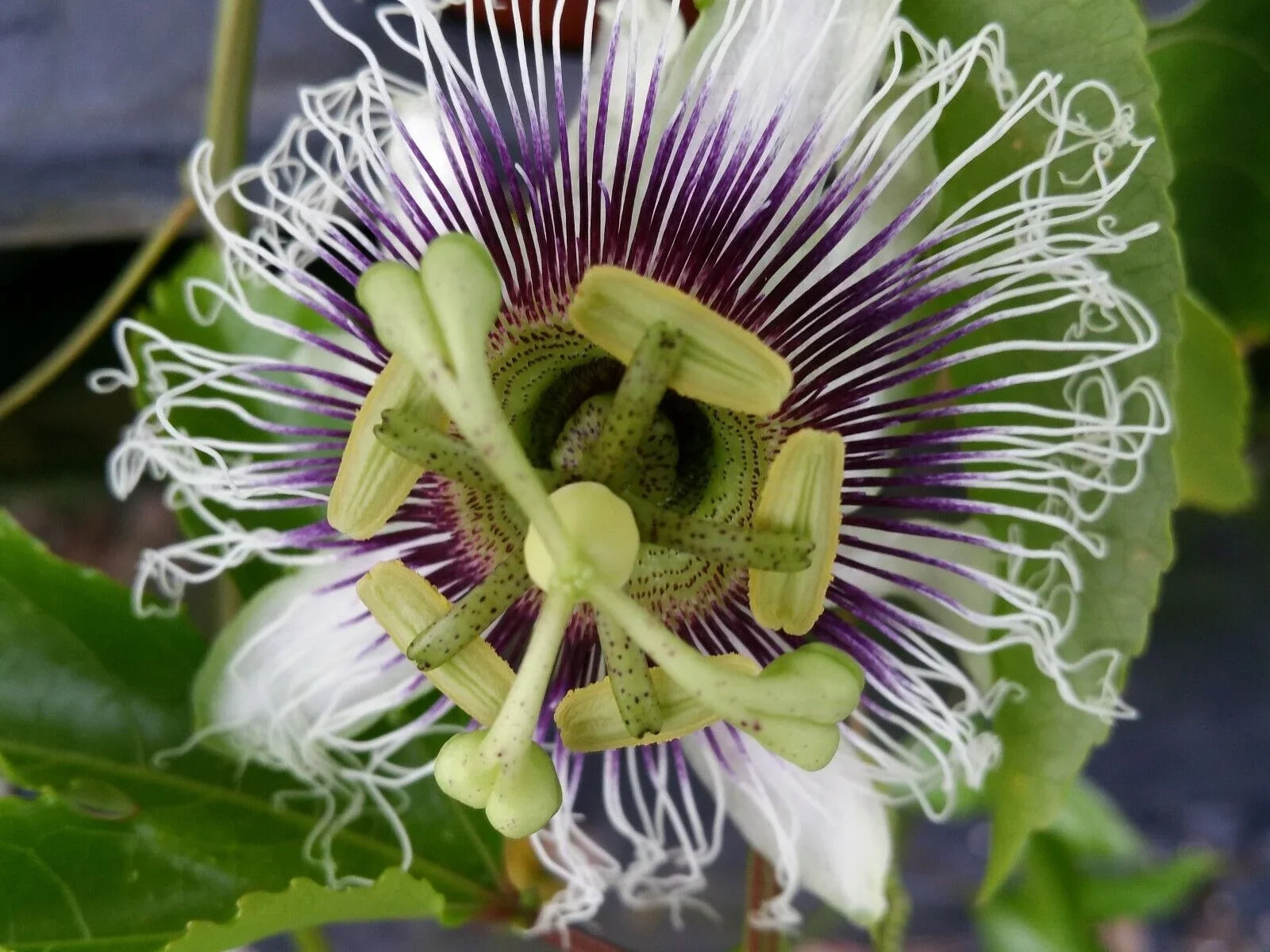 ~POSSUM PURPLE Passion Fruit~Live Starter Plant ~Passiflora edulis~ Self Fertile