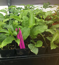 ~POSSUM PURPLE Passion Fruit~Live Starter Plant ~Passiflora edulis~ Self Fertile