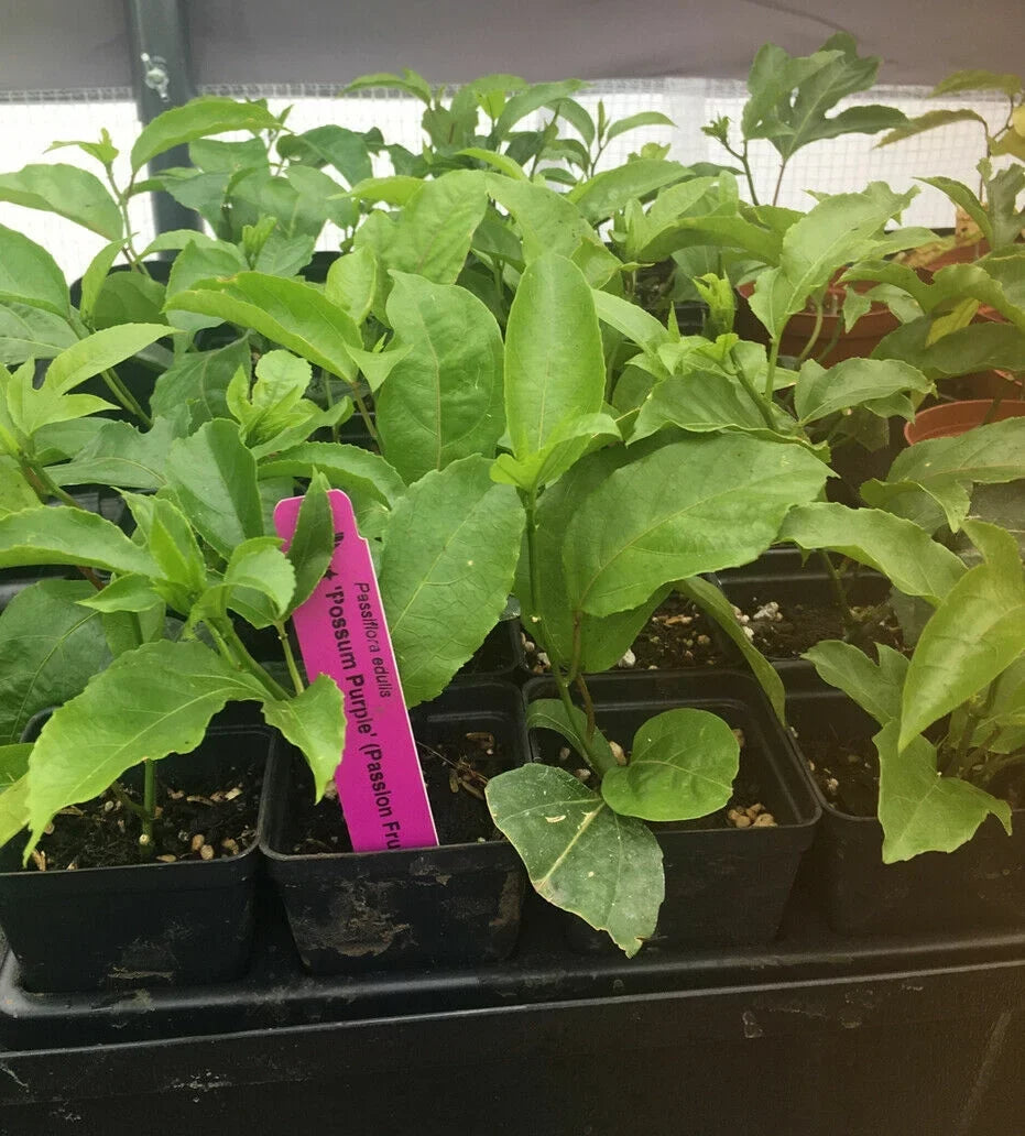~POSSUM PURPLE Passion Fruit~Live Starter Plant ~Passiflora edulis~ Self Fertile